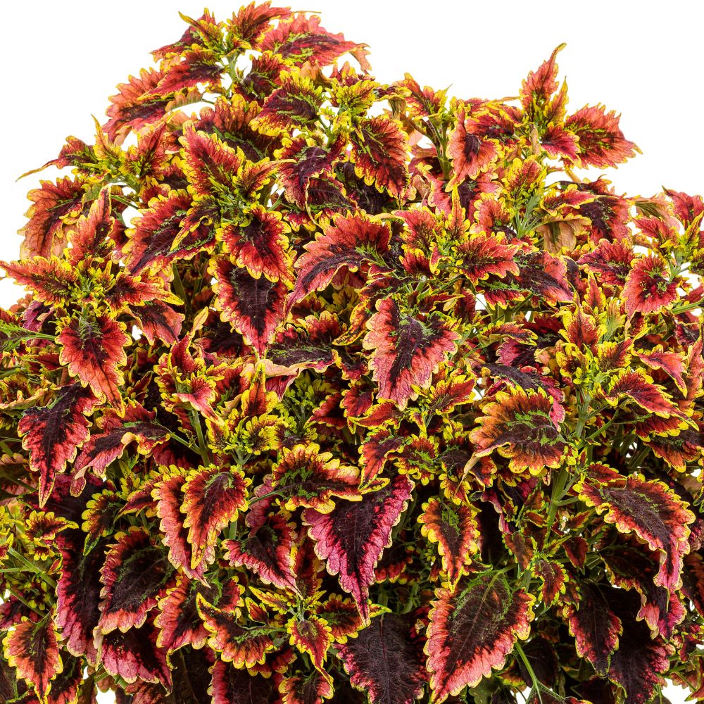 Plant highlight of ColorBlaze® El Brighto Coleus (scutellarioides)