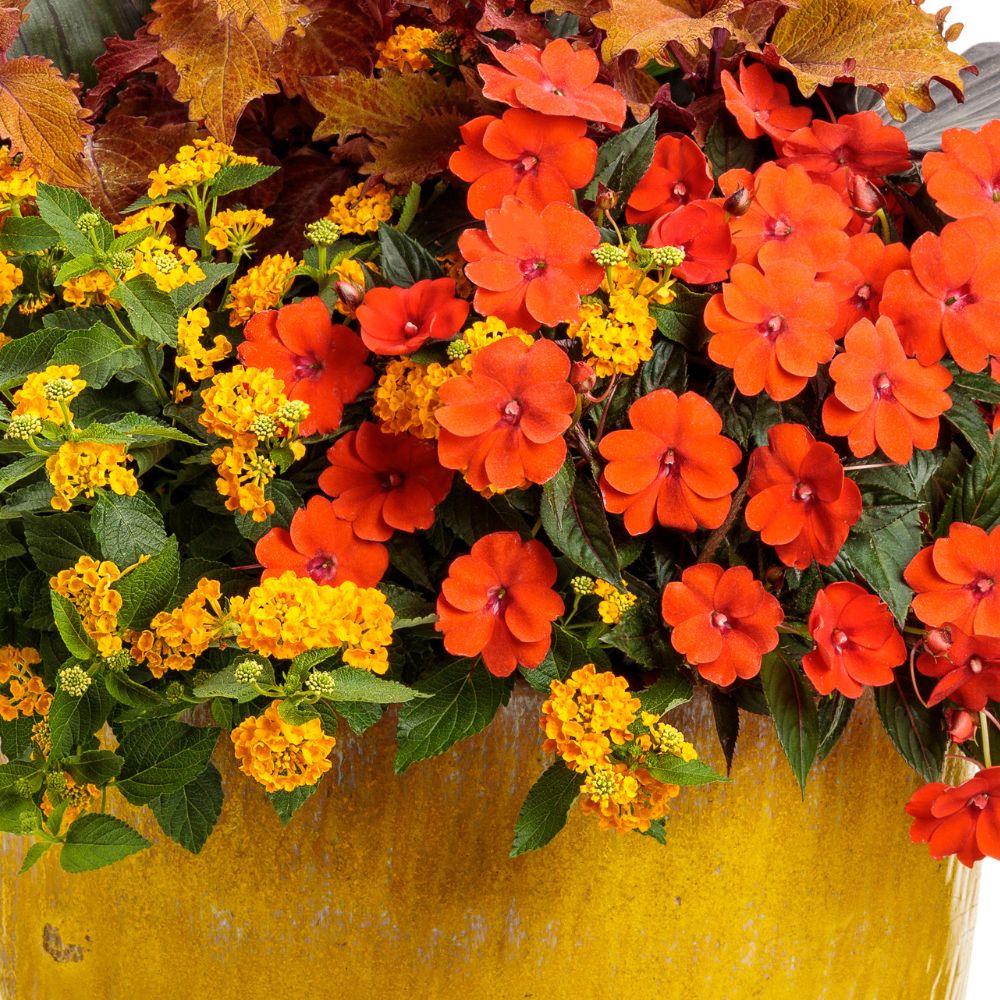 Vibrant orange sunpatiens planted with yellow lantanas and other filler plants in a yellow container