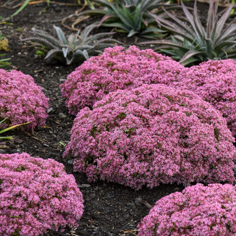 Pink sedums planted in an outdoor garden landscape