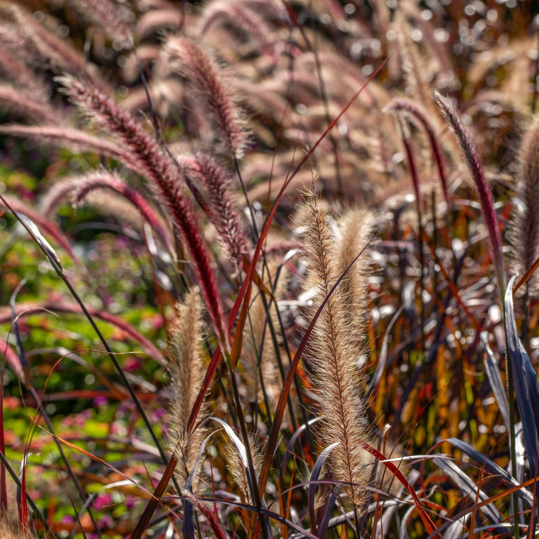 Up close highlight photo of proven winners graceful grass