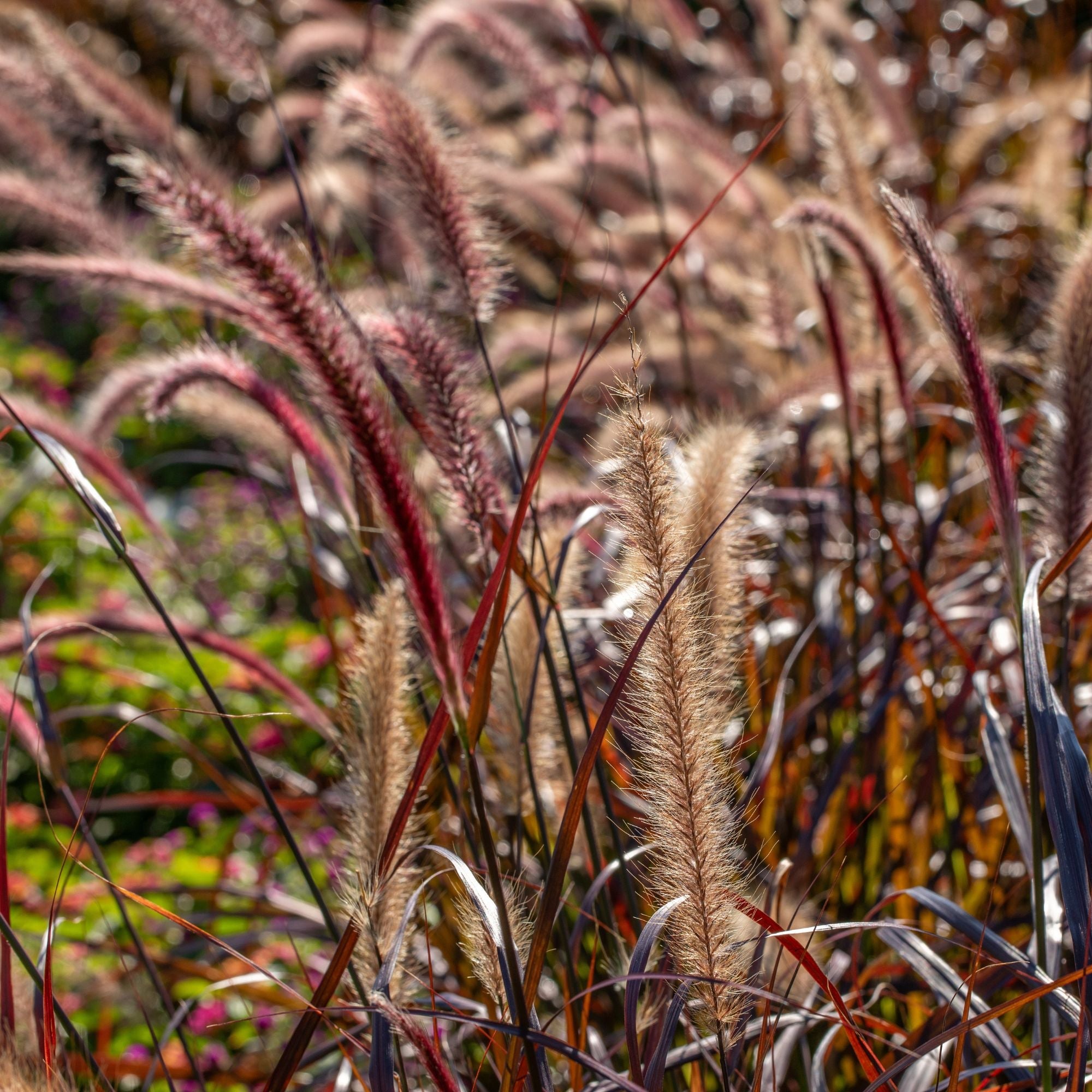 Proven Winners® Graceful Grasses®