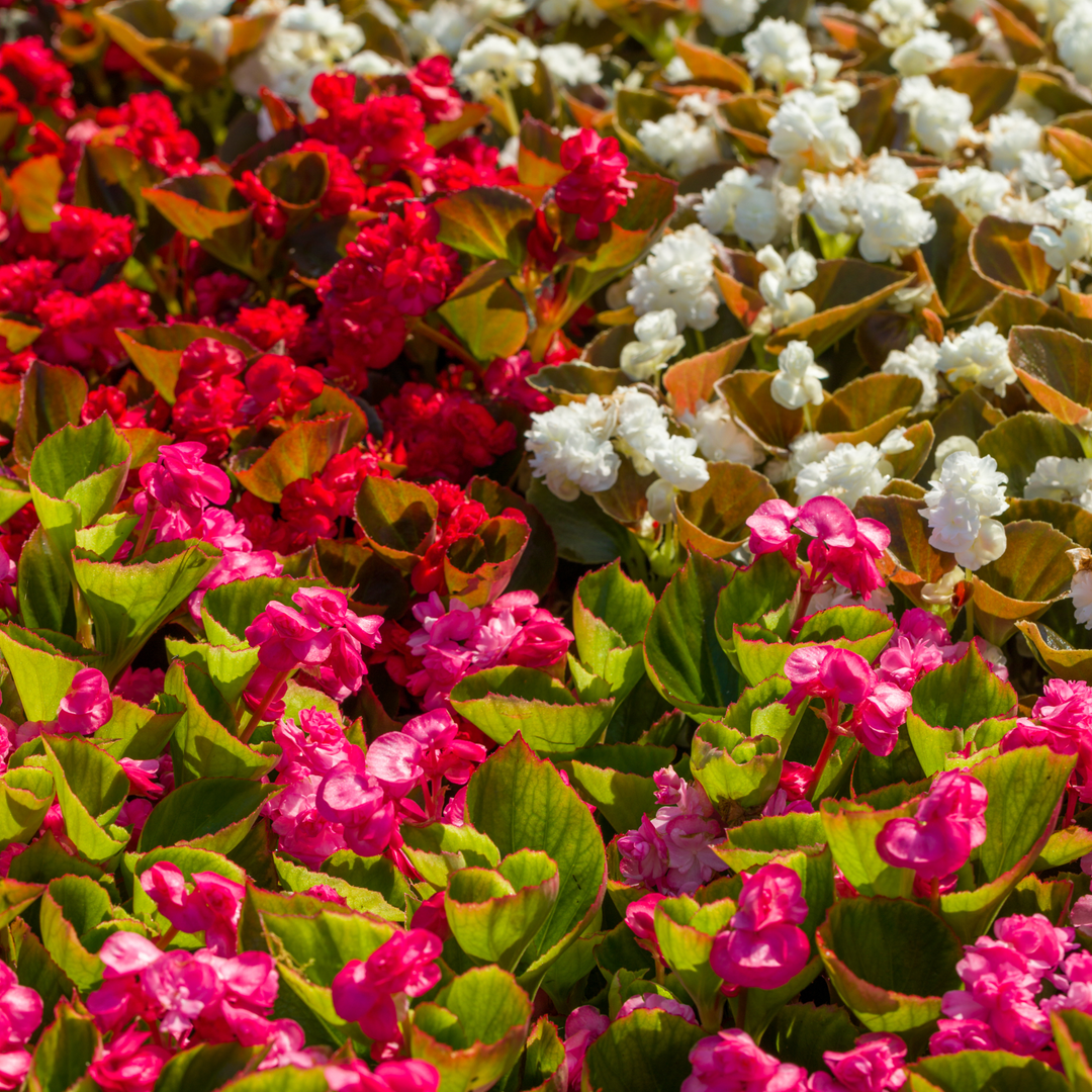 Close up highlight photo of colorful red, white, and pink begonias