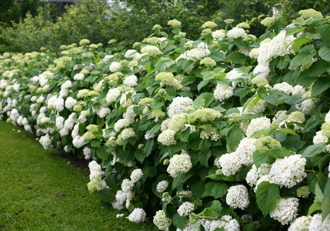 Rows of blooming hydrangeas white flower clusters growing in a lush garden landscape.