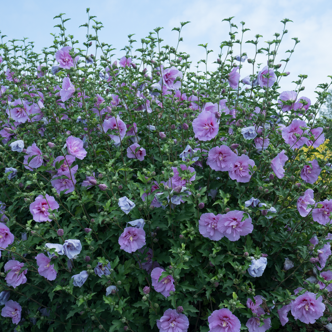 Image of Rose of Sharon hibiscus close up.