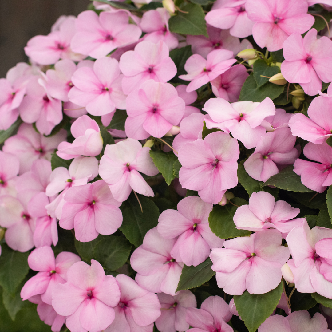 Up close plant highlight of Soprano® Pastel Pink Bedding Impatiens (walleriana)