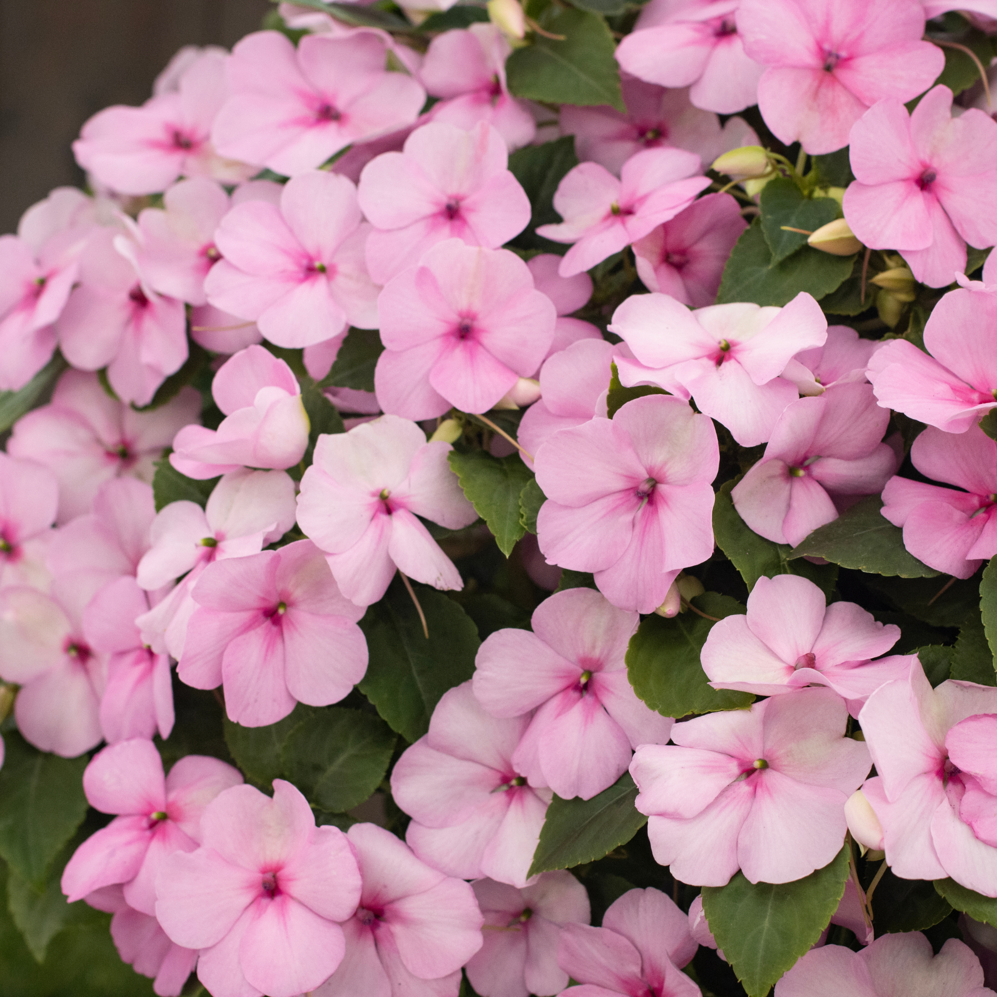 Proven Winners® Impatiens