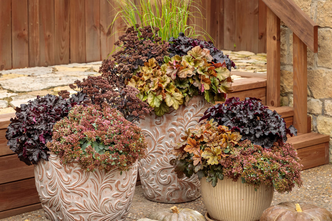 Fall perennials planted in containers