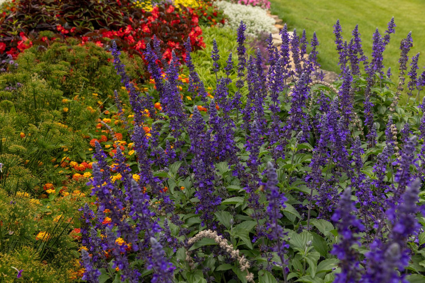 Proven Winners® Salvia