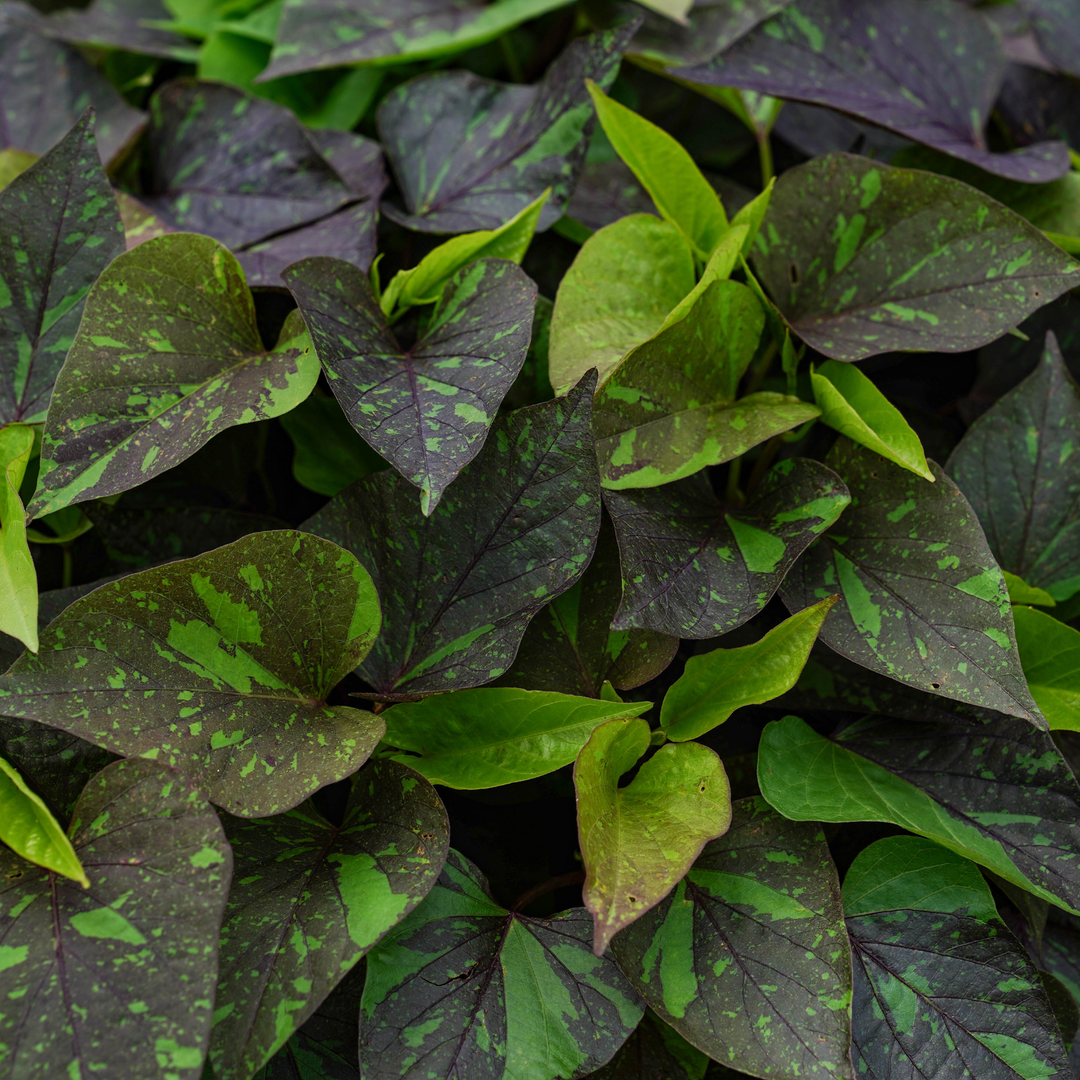 Photo highlight of Sweet Caroline Sweetheart Shadowstorm™ Sweet Potato Vine (Ipomoea)