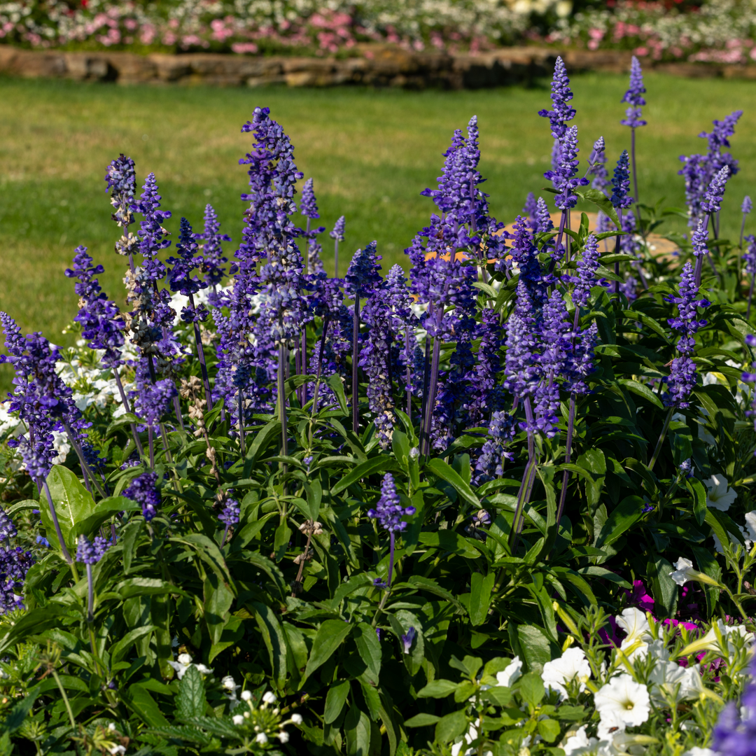 Plant highlight of blue salvia planted in a garden with other white plants