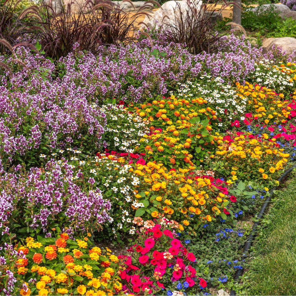 Ground Cover