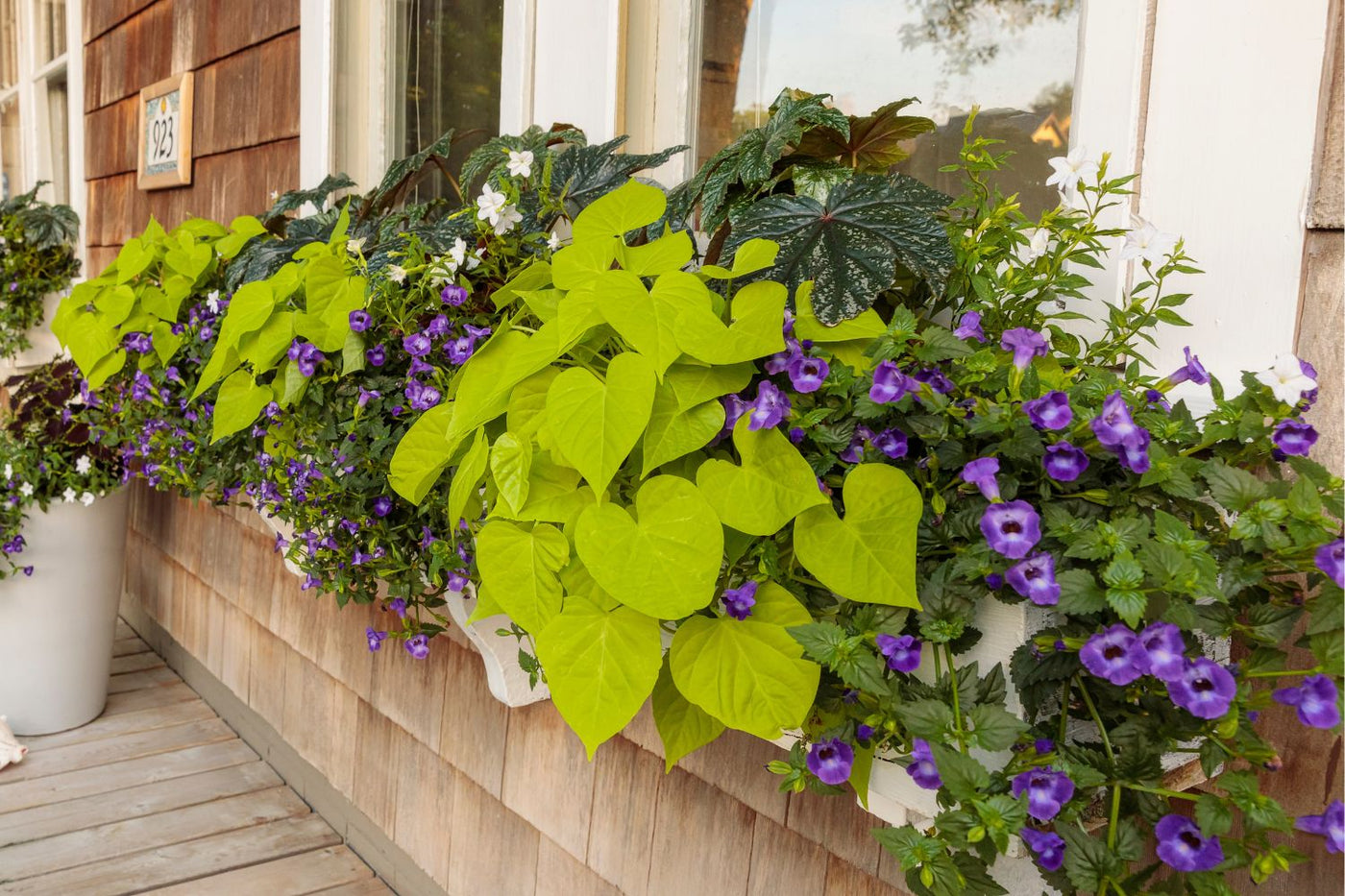 Proven Winners® Sweet Potato Vines