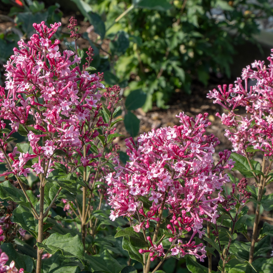 Photo plant highlight of pink proven winners lilac