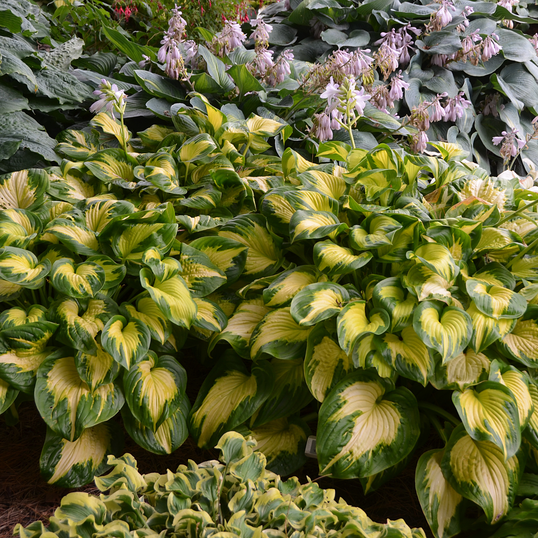 Hosta in landscape.