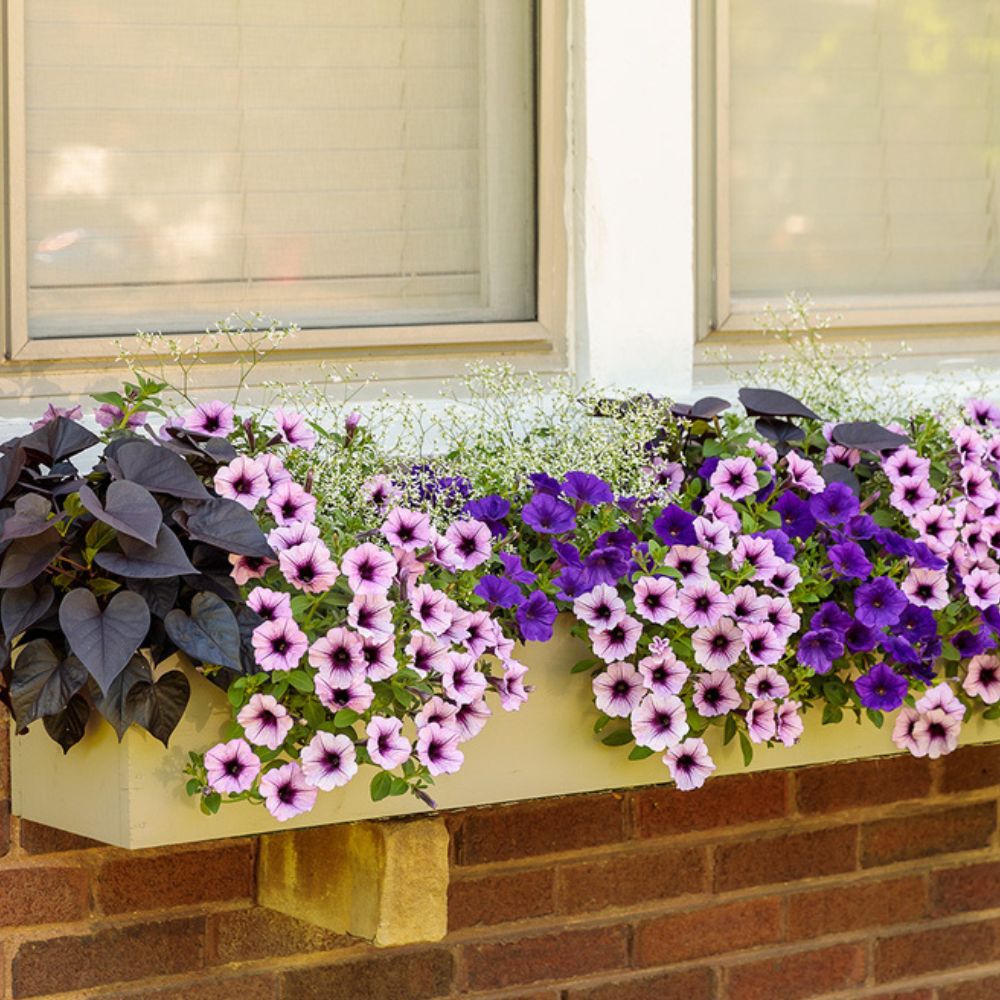 Many different colored annuals planted in a window garden box