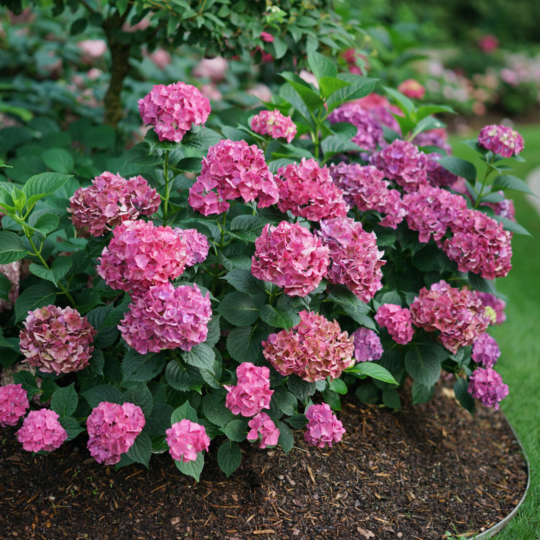 New Shrubs