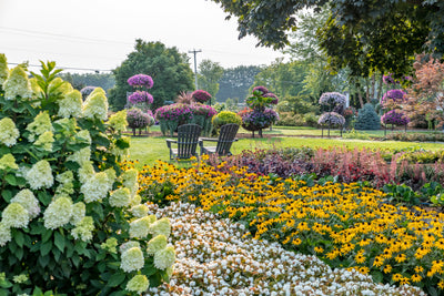 Fall garden scene with shrubs and perennials.