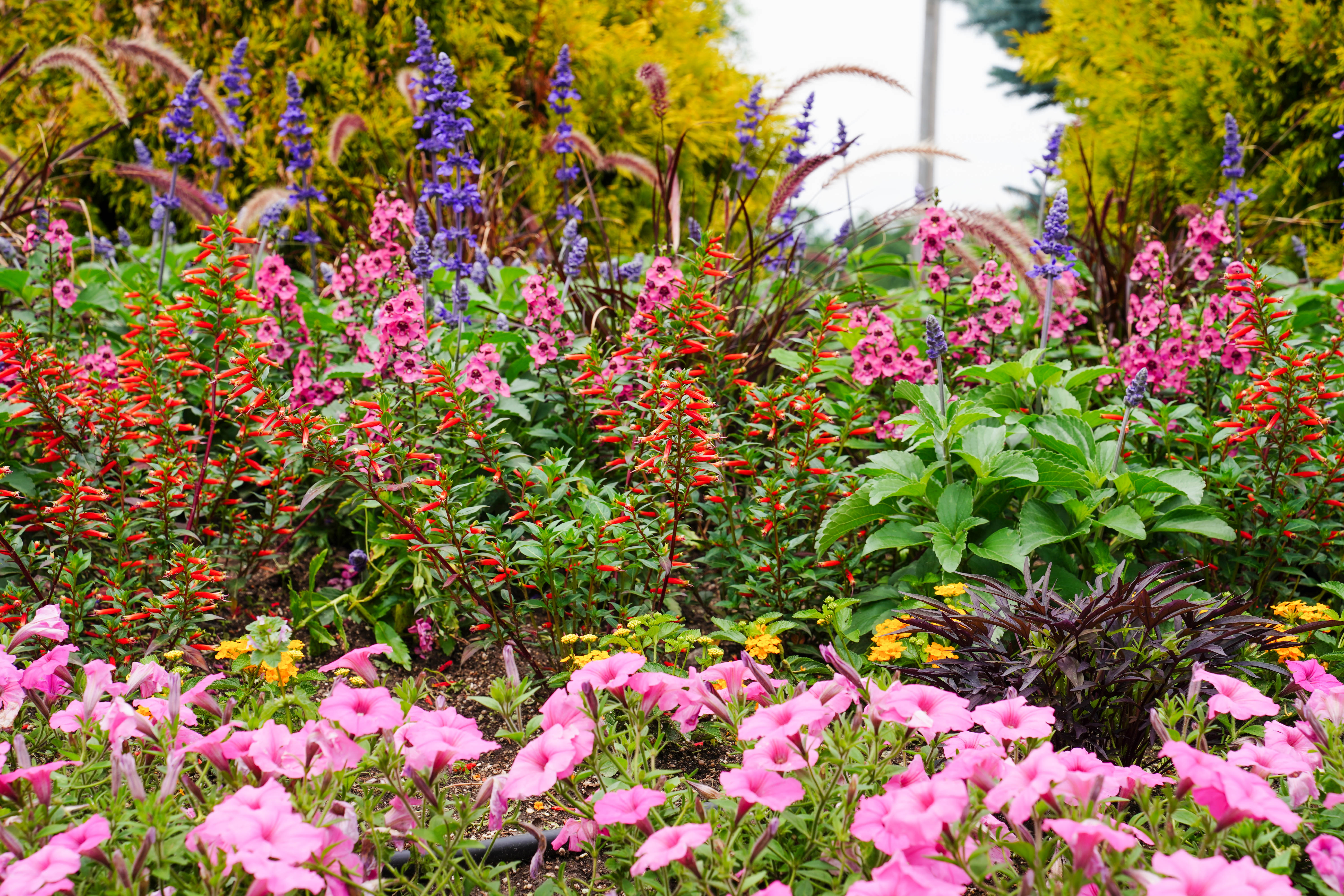 Annuals – Proven Winners Direct™