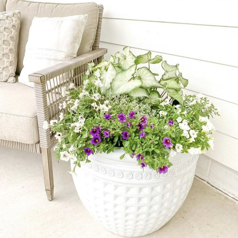 Decorative white planter filled with white and purple flowers and variegated caladium foliage, displayed beside a cushioned patio chair on a covered porch.
