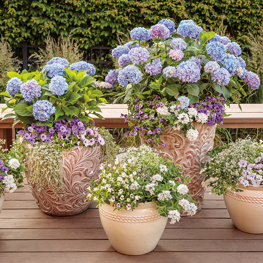 Decorative patio aqua pots filled with blue hydrangeas, purple flowers, and cascading white blooms arranged on a wooden deck surrounded by lush greenery.