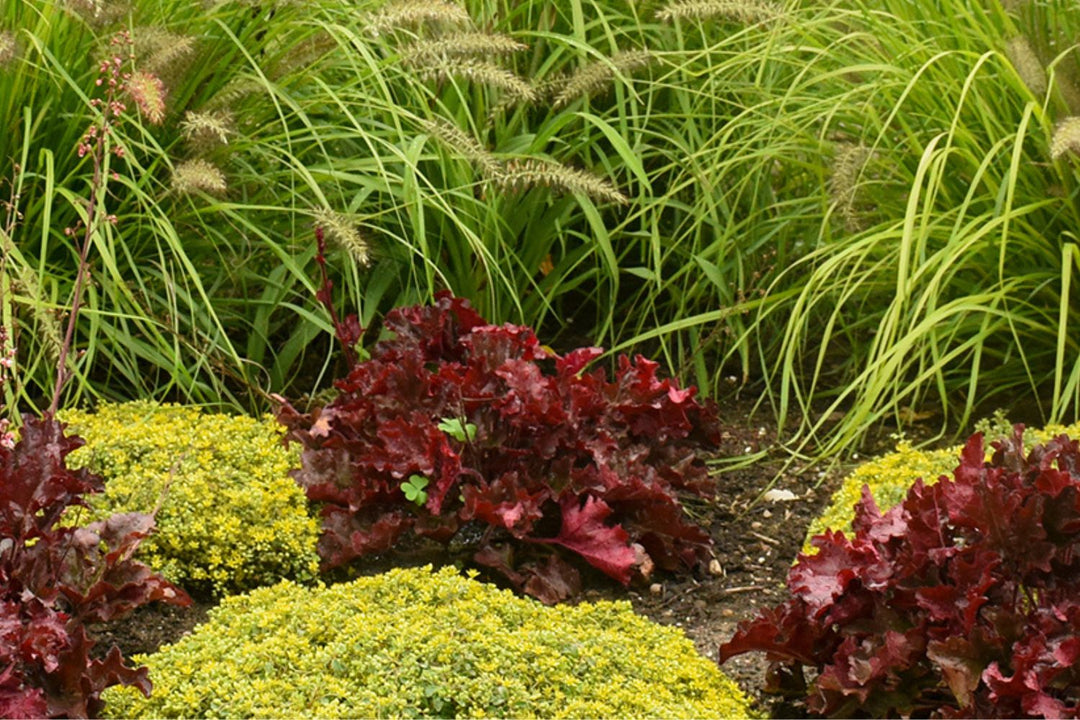 Garden full of heat tolerant plants