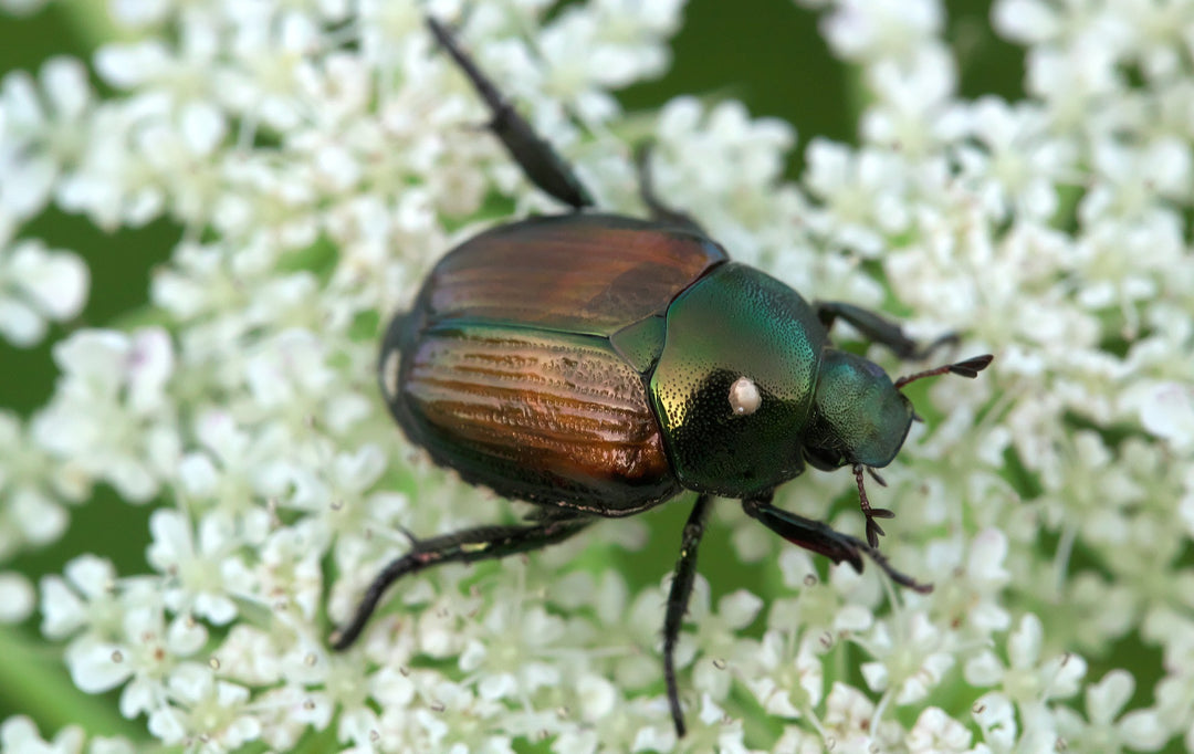 Photo highlight of a Japanese Beetle on a white plant