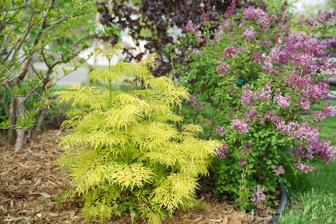 Spring Bloomers