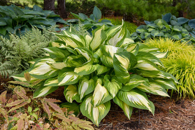 Shadowland® Hosta