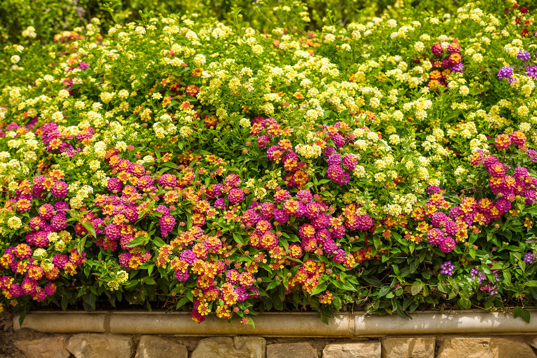 Landscape of colorful Proven Winners® Luscious® Lantana