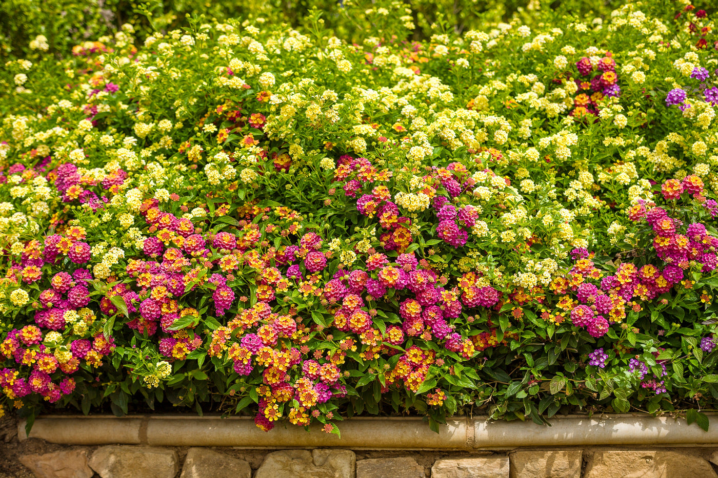 Proven Winners® Luscious® Lantana