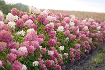 Buy Proven Winners® Shrubs Online