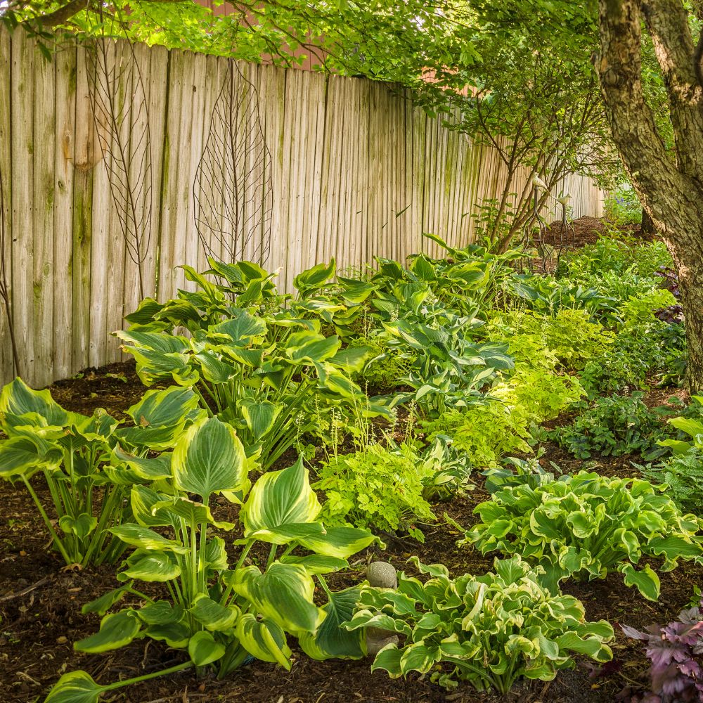 Shade garden featuring layers of green foliage, including variegated hostas and other leafy perennials, planted along a wooden privacy fence beneath mature trees.