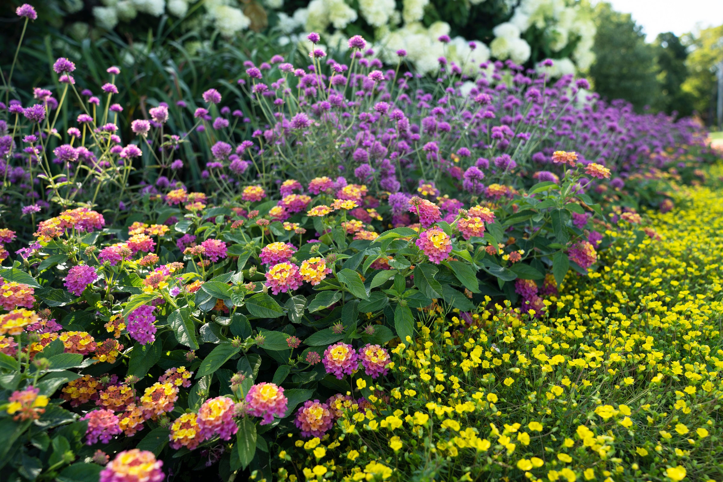Image of plants that attract pollinators in use.
