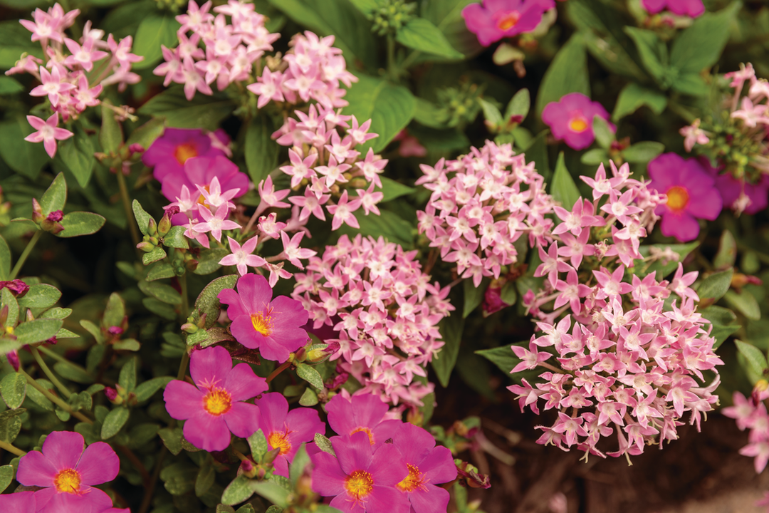 Clusters of soft pink star-shaped flowers mingle with bright pink blossoms and green foliage, creating a colorful, textured garden display.