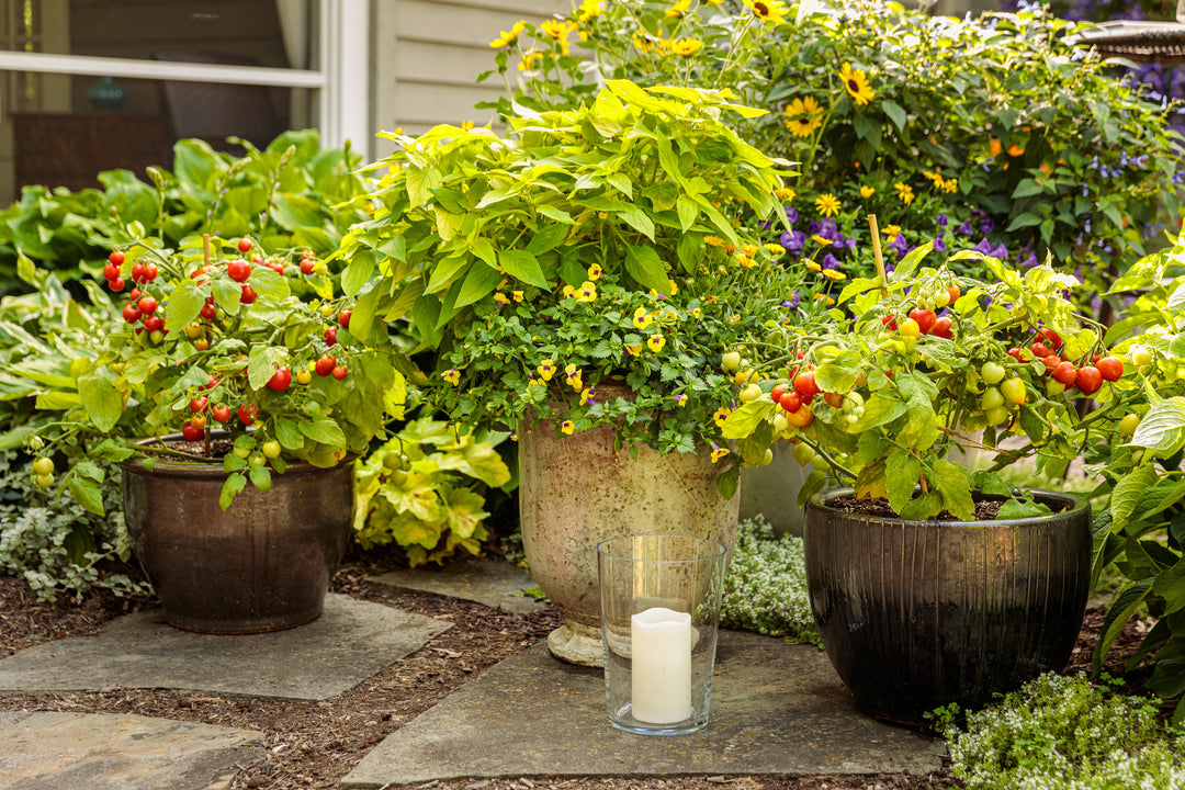 Easy to grow veggies potted in containers growing outdoors