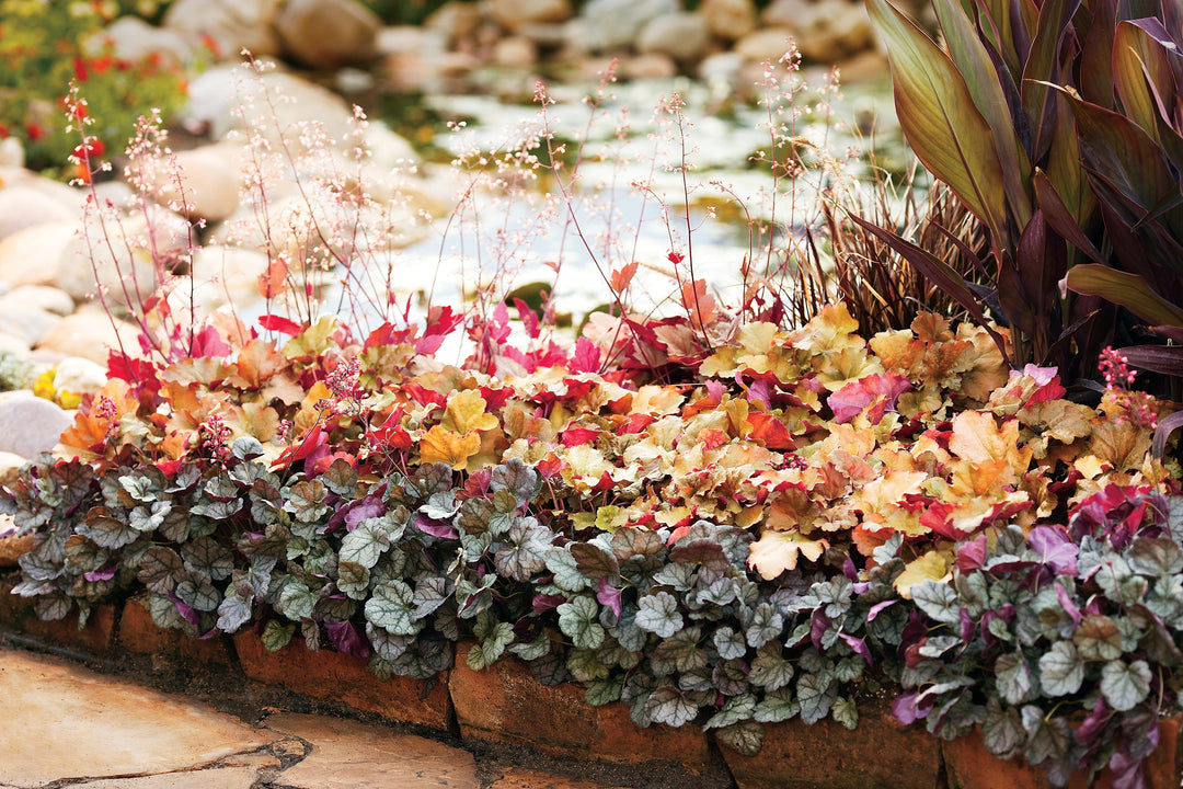 Outdoor scene of many different color coral bells