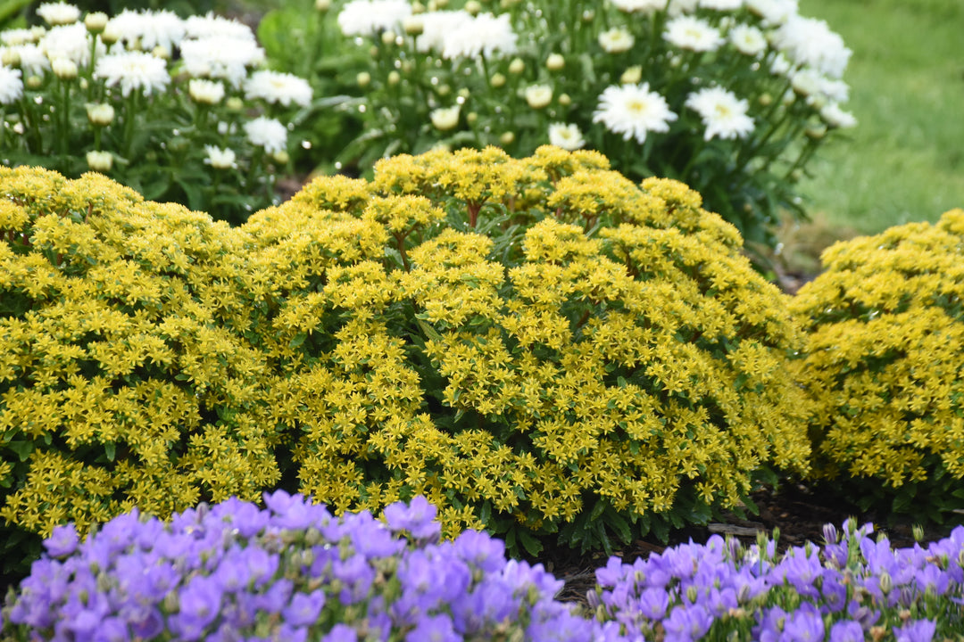 Highlight scene of Stonecrop Sedum in garden