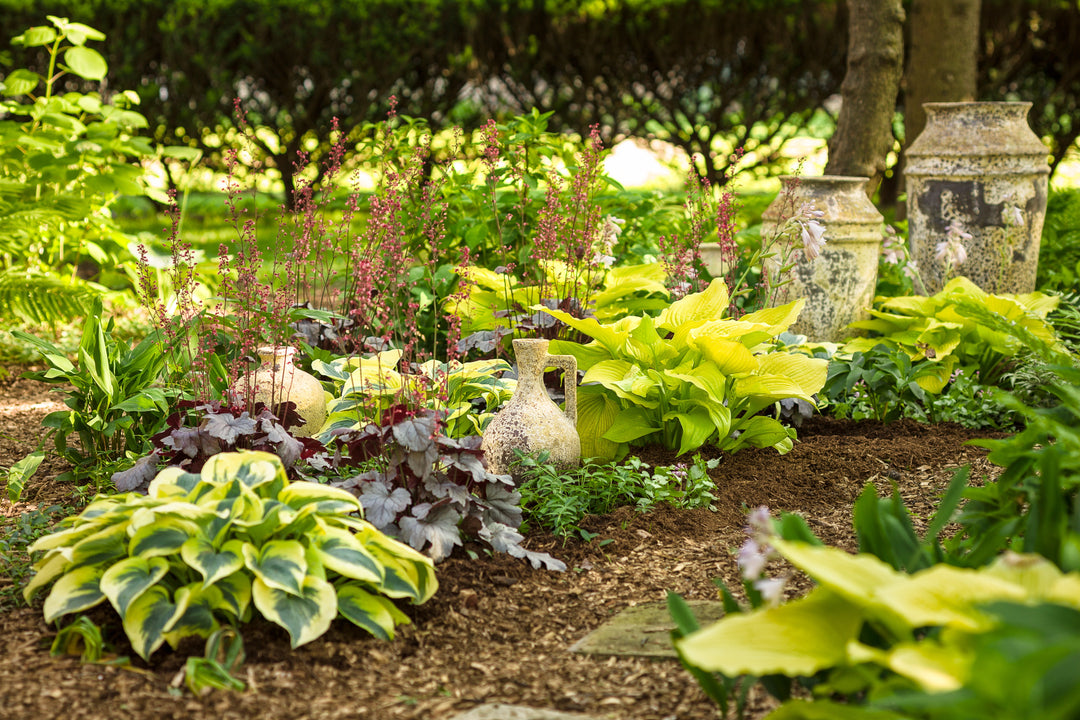 Scene of hostas planted in an outdoor garden with ceramic pots