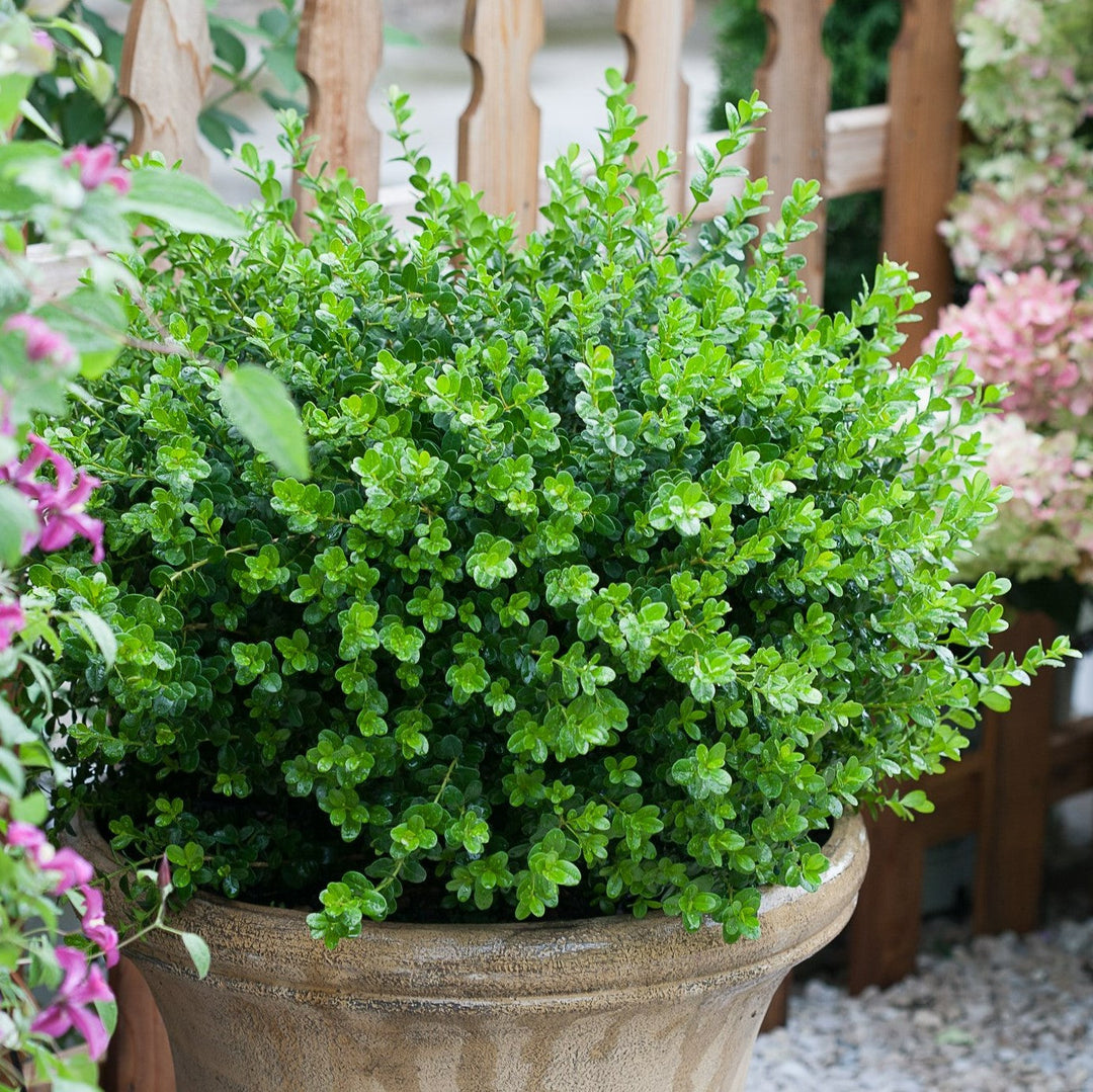 Photo of Sprinter® Boxwood (Buxus microphylla) in a container outdoors