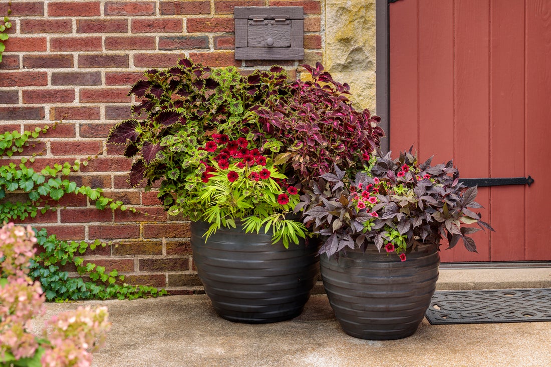 Up close 2 dark ceramic AquaPots filled with combination plants in fronts of a brick house
