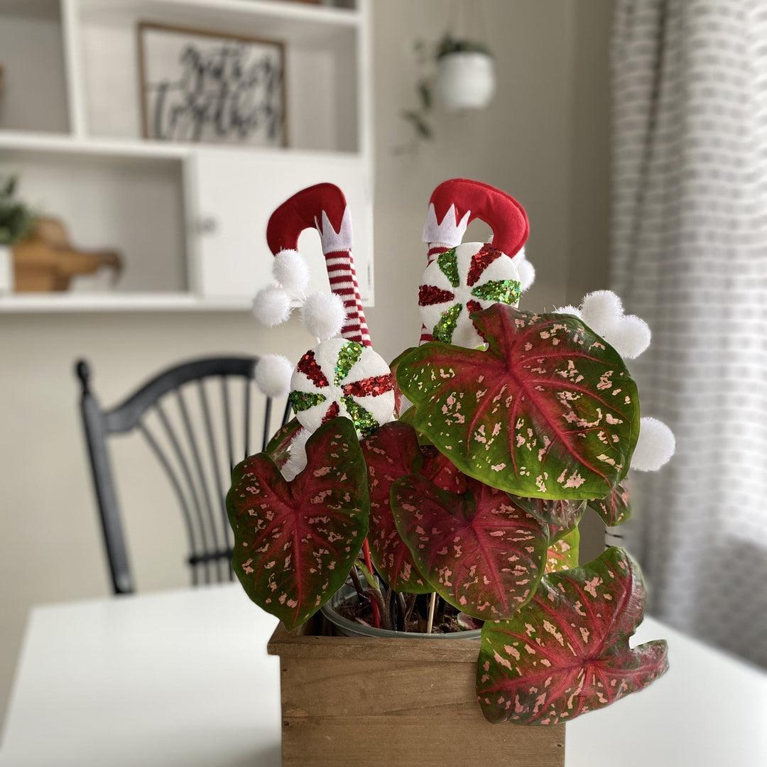 Photo of Christmas caladiums in an indoor container