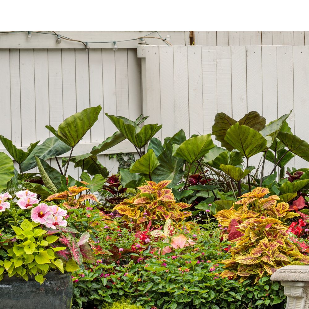 Various tropical plants planted in an outdoor garden