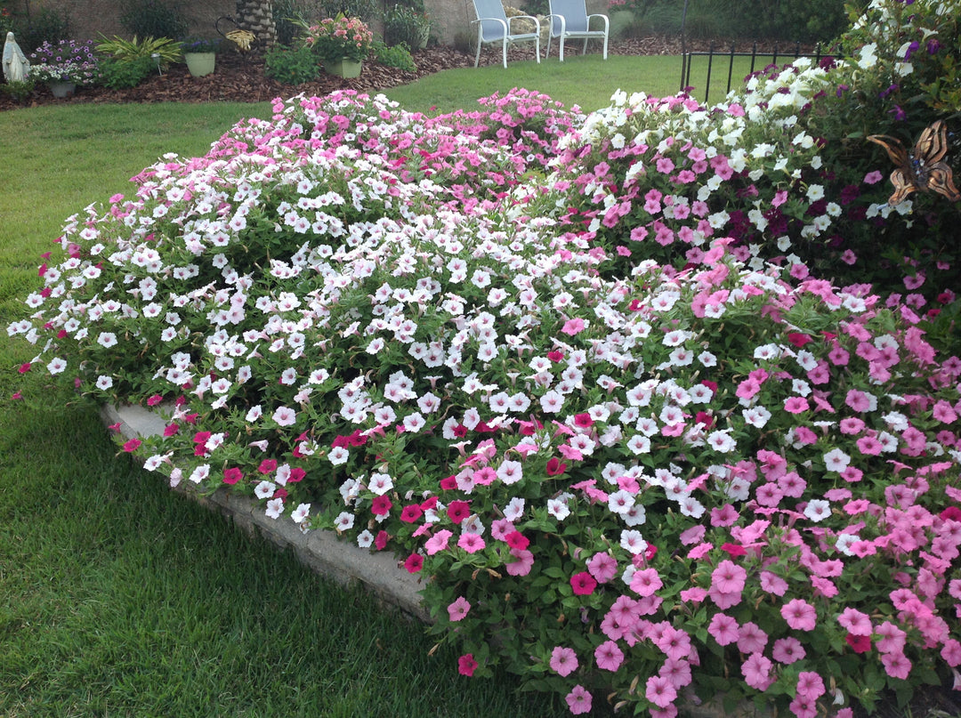 Scenery of an outdoor garden filled with white, red, and pink petunias