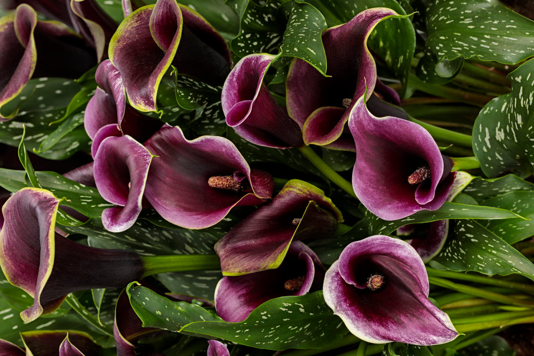 Highlight photo of Calla Lilies
