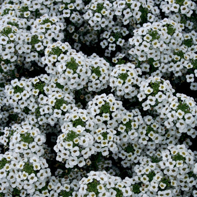 Snow Princess® Sweet Alyssum (Lobularia)