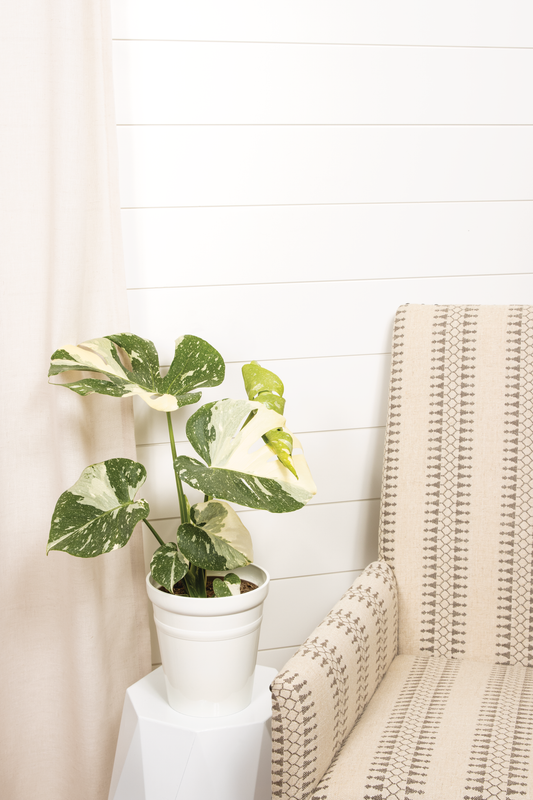 leafjoy® Mysteria® Spotsylvania™ (Monstera deliciosa)