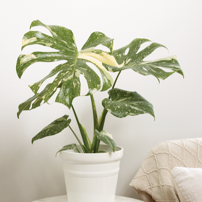 leafjoy® Mysteria® Spotsylvania™ (Monstera deliciosa)