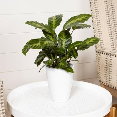 leafjoy® Color Full® Thoreau™ Prayer Plant (Calathea louisae)