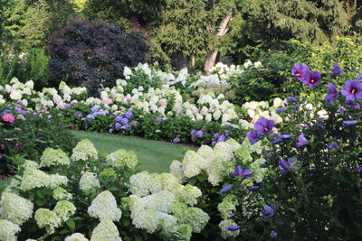 Little Lime Punch® Panicle Hydrangea (Paniculata)