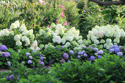 Let's Dance Sky View® Reblooming Hydrangea (Macrophylla x Serrata) - Proven Winners® 2024 Hydrangea of the Year